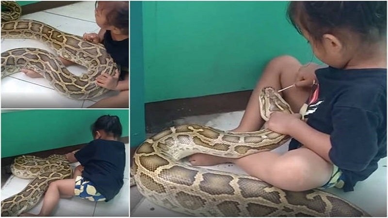 menina de 3 anos brinca com uma gigantesca piton de 45 metros e video viraliza assista