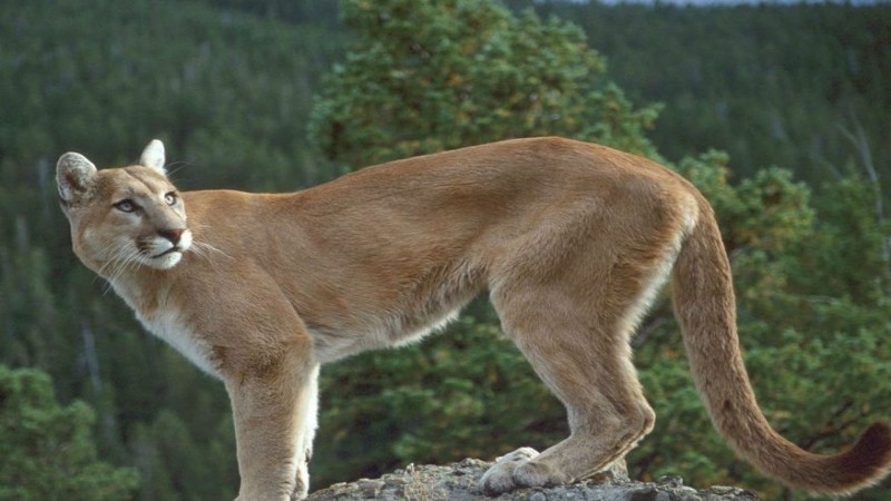 sertao moradores acreditam que onca esteja atacando animais