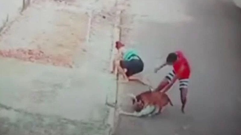 heroismo homem salva crianca de ataque de pitbull veja o video