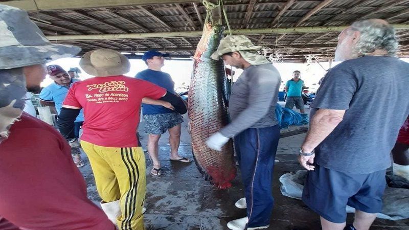 peixe de mais de 90 kg e pescado por homem em sao bento video