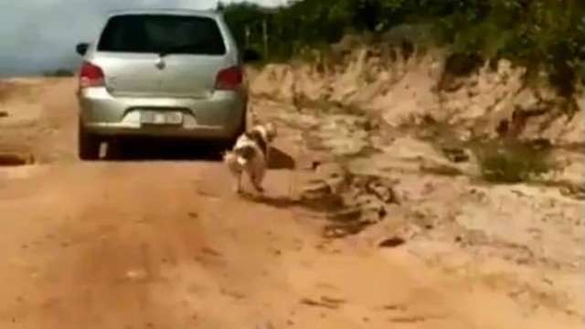 crueldade cachorro e arrastado por carro com corda no pescoco no ceara video