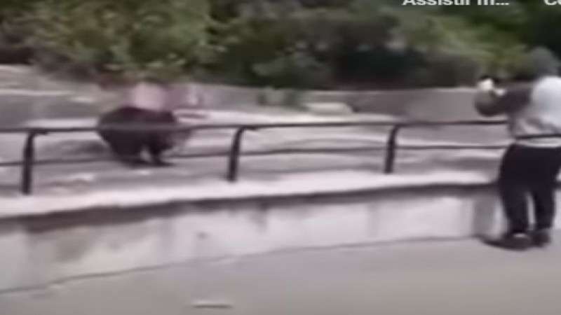 video homem embriagado invade jaula de urso e o pior acontece veja