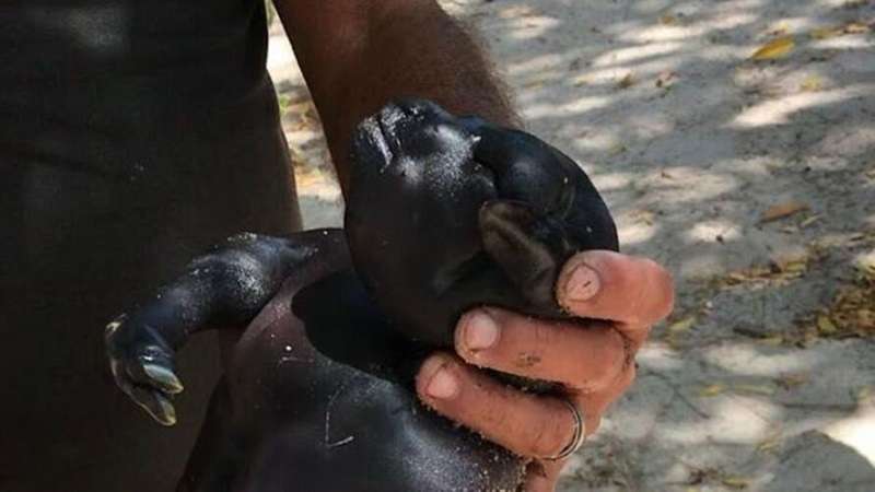 animal bizarro e encontrado em fazenda no nordeste veja o video