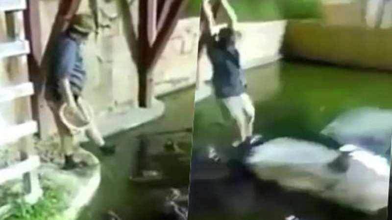 video homem cai de balanco dentro de lago com jacares assista