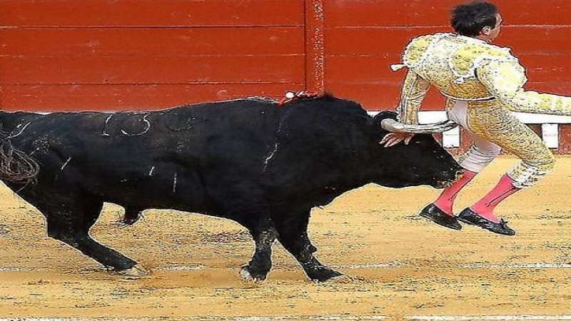 video homem conhecido como o matador e atingido por um touro em apresentacao