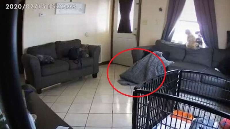 sera verdade video mostra fantasma atormentando cachorros em casa