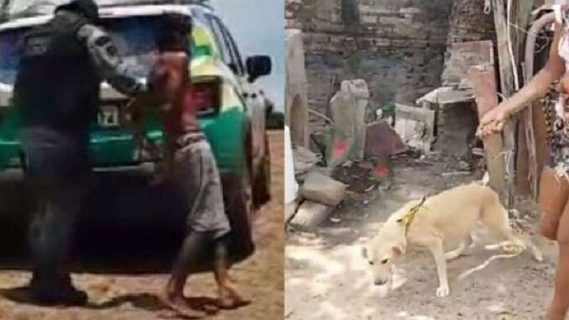 homem e preso apos abusar sexualmente cachorra video