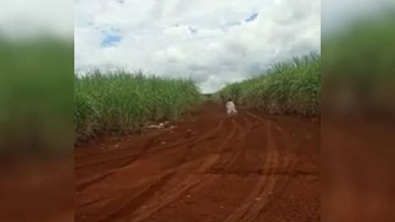 video agricultor fica apavorado ao filmar suposto fantasma de menina desaparecendo em matagal assista