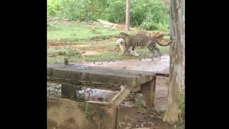 onca pintada invade quintal de casa e devora cachorrinho tudo foi filmado