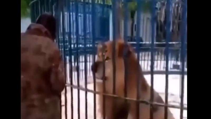 cenas fortes homem provoca leao e acaba sendo atacado video